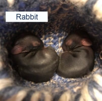 Baby Rabbits Two Baby Rabbits