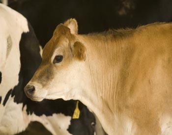 Sweetwater Valley Cheese Close up of a Jersey dairy cow