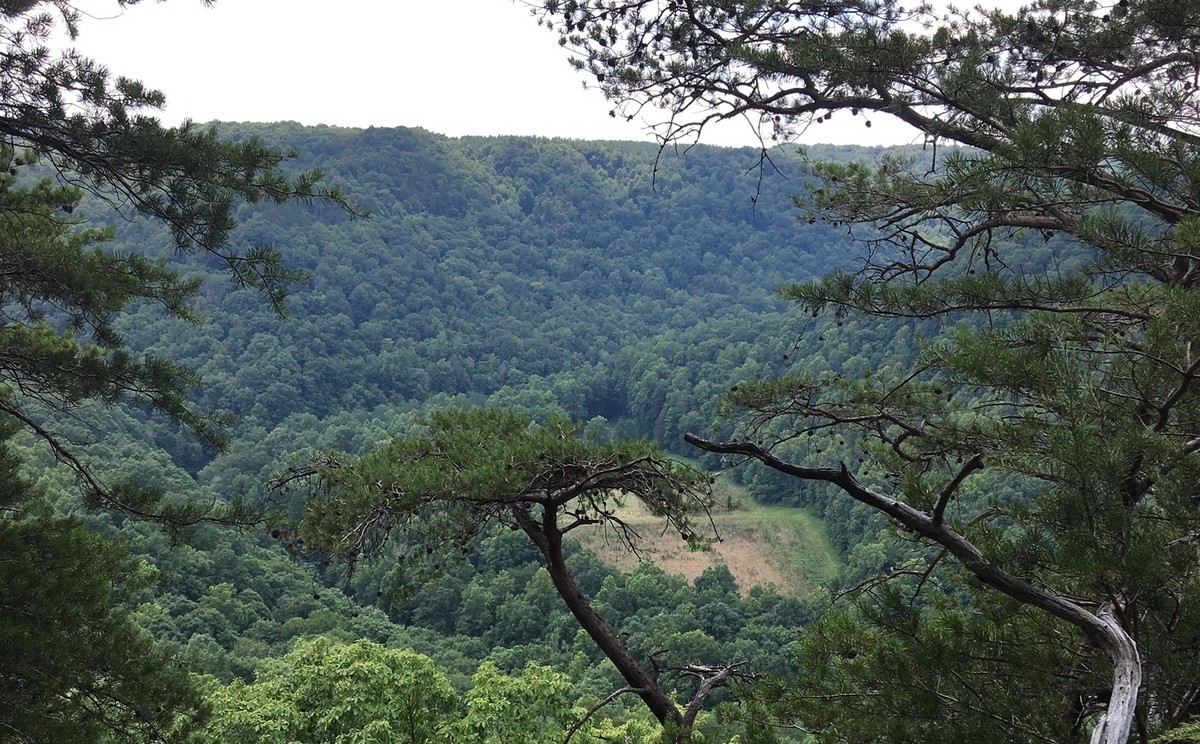 View Expansive view of a forested valley with a small grassy clearing in the center, surrounded by dense green trees and rolling, tree-covered hills in the background, framed by branches and foliage.