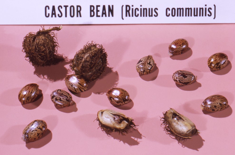 castor bean poison