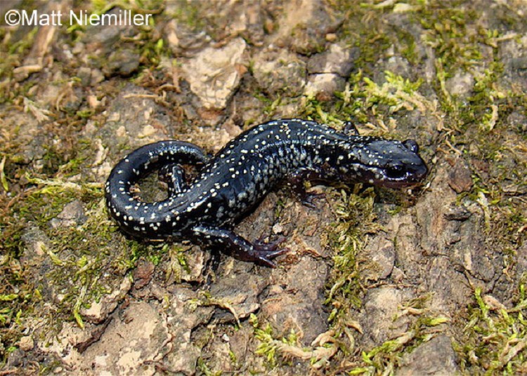 white slime algae and high ammonia  : Newts and Salamanders  Portal