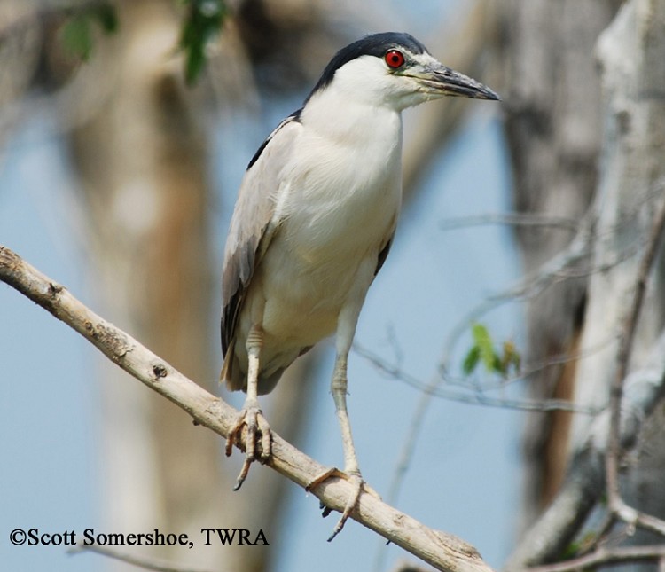 black crowned night heron baby