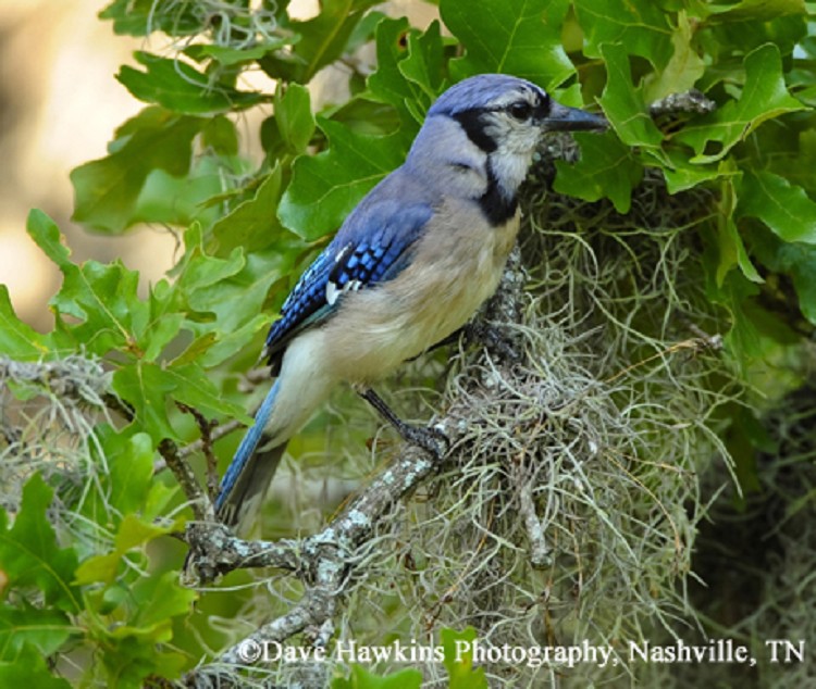 female blue jay bird pictures