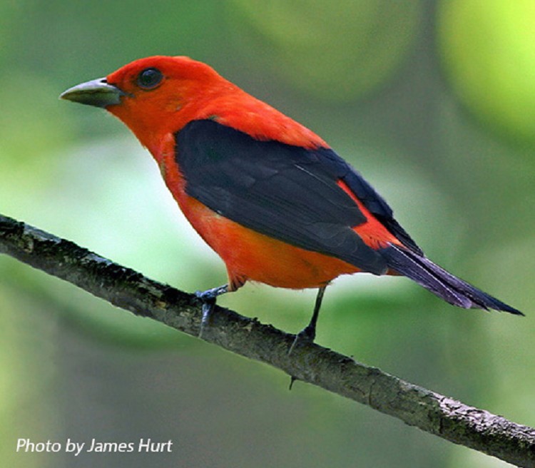 Birds of the Sugarbush: Scarlet Tanager