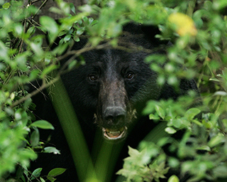 Black Bears in Tennessee