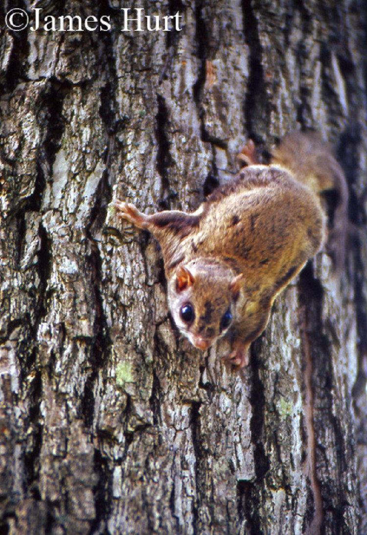 Southern Flying Squirrel State of Tennessee, Wildlife Resources Agency.