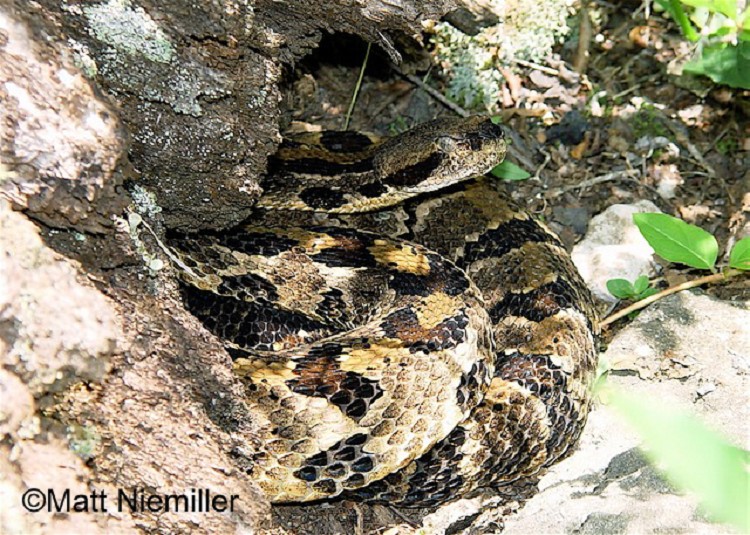 eastern timber rattlesnake