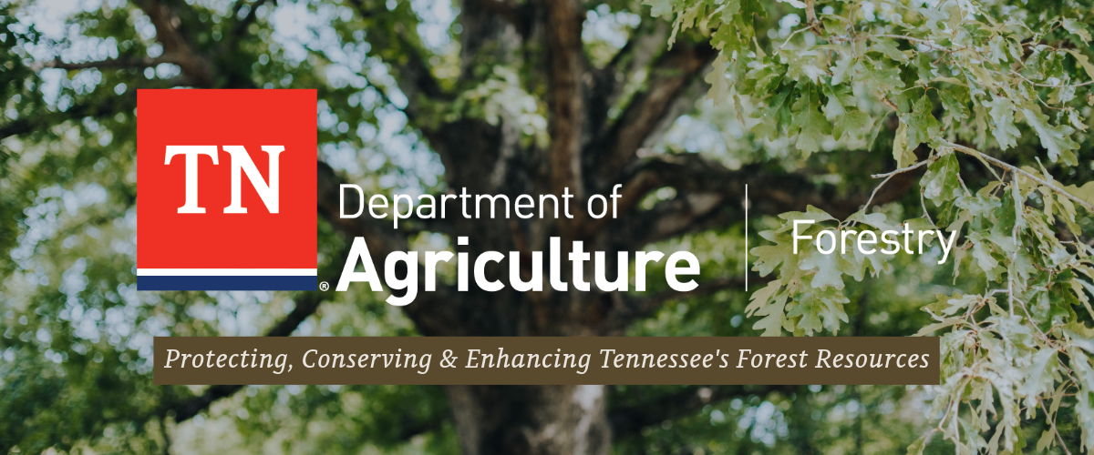Forestry Home Page Graphics