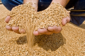 Tennessee Grain