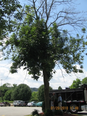 Ash Tree in Tennessee Infested with Emerald Ash Borer