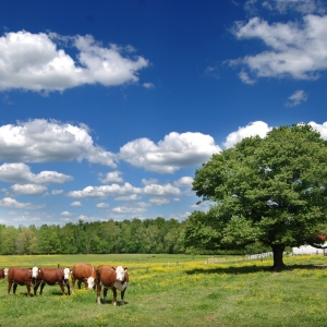 Tennessee Cattle