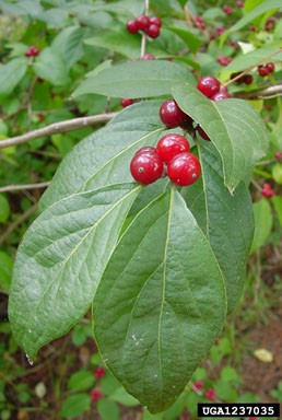 bush honeysuckle berries