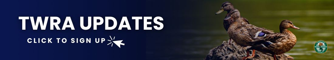 Email sign-up link Email sign-up link