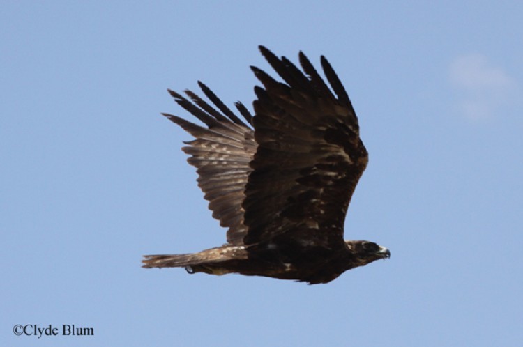Golden Eagle Aquila Chrysaetos Images And Information