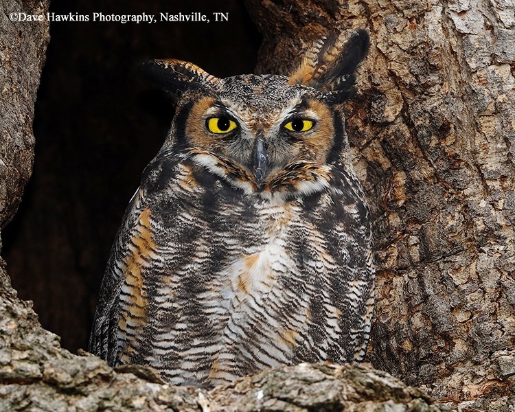 Great Horned Owl  State of Tennessee, Wildlife Resources Agency