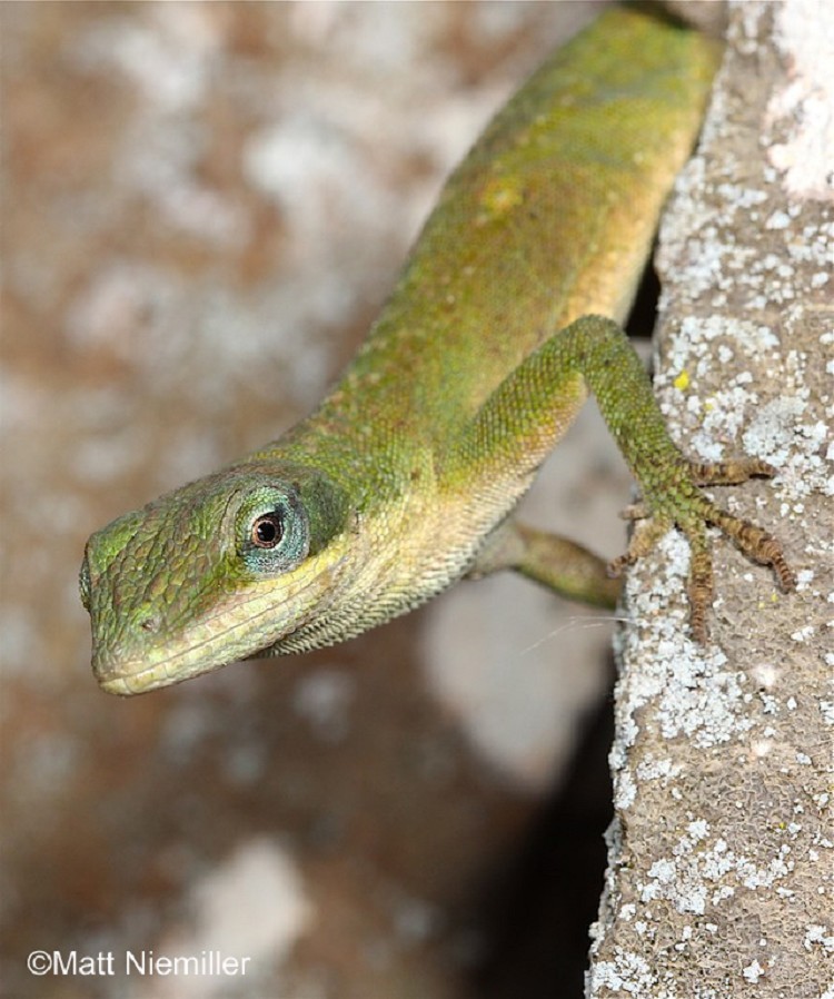 Green Anole , information provided by the Tennessee Wildlife Resources