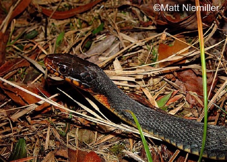 Plain Bellied Watersnake State Of Tennessee Wildlife Resources Agency