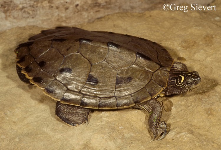 False Map Turtle | State of Tennessee, Wildlife Resources Agency