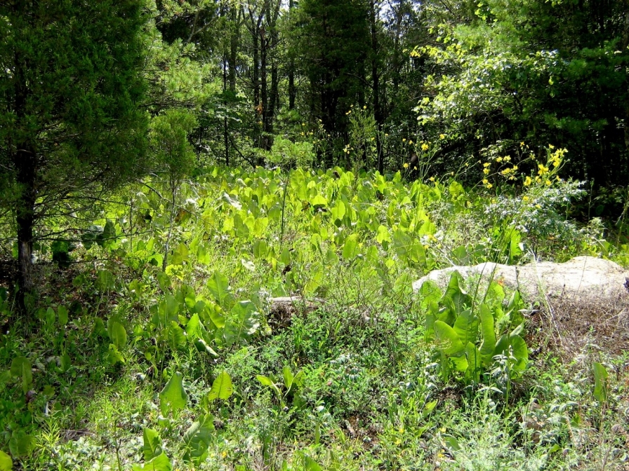 An open area with large-leaved plants surrounded by trees