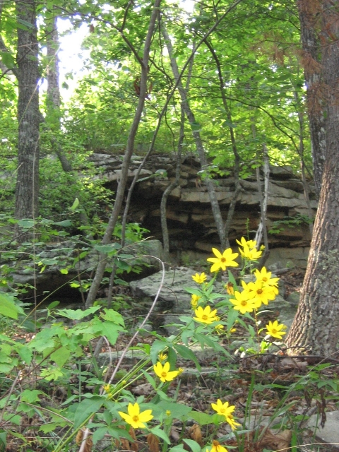 A yellow aster flowers in a forest opening surrounded by rocks