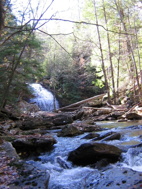 Forest with Eastern Hemlock trees along a creek that lead to the waterfall in the background