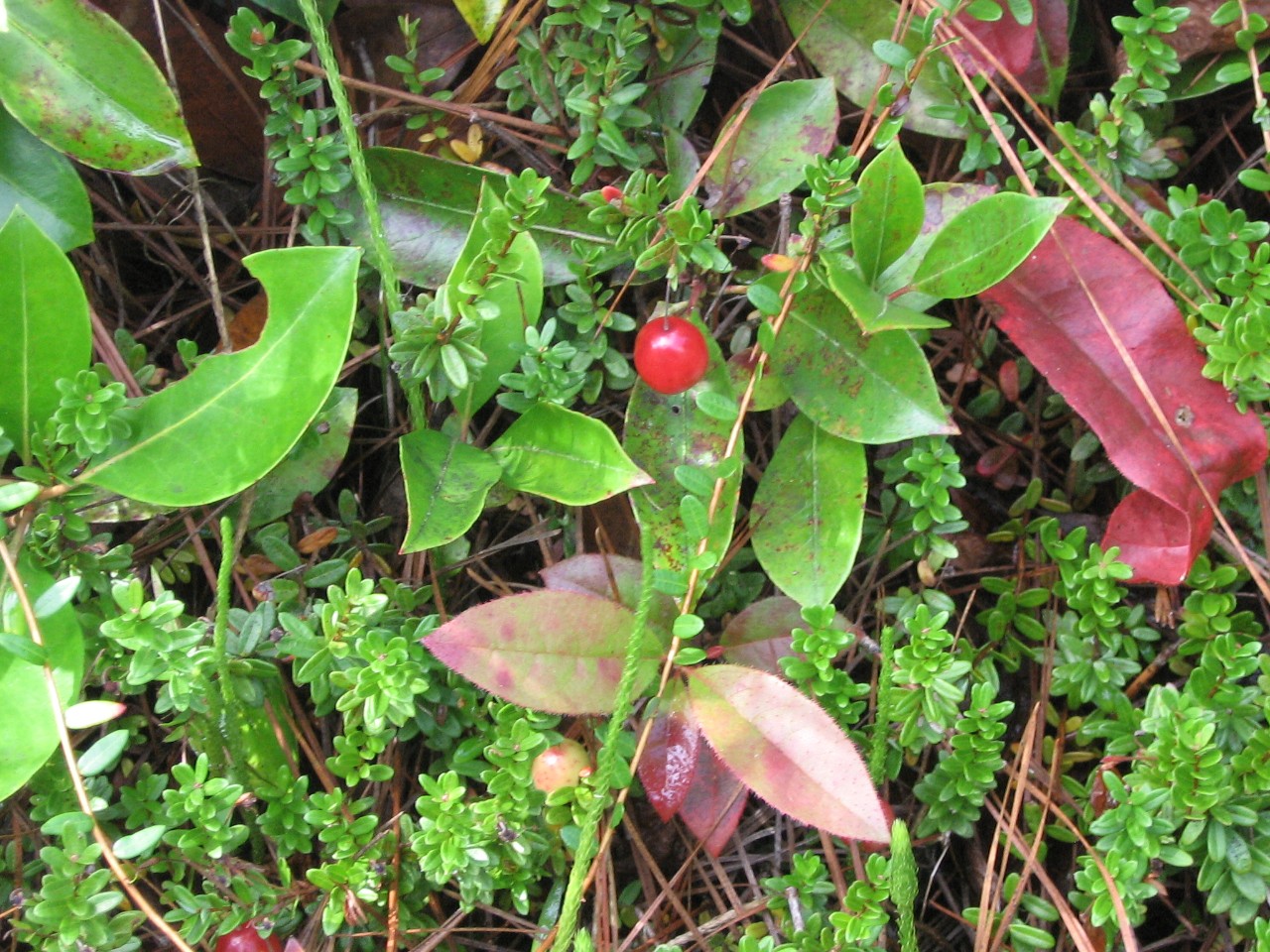 Closeup of small plants including a red berry at Davenport