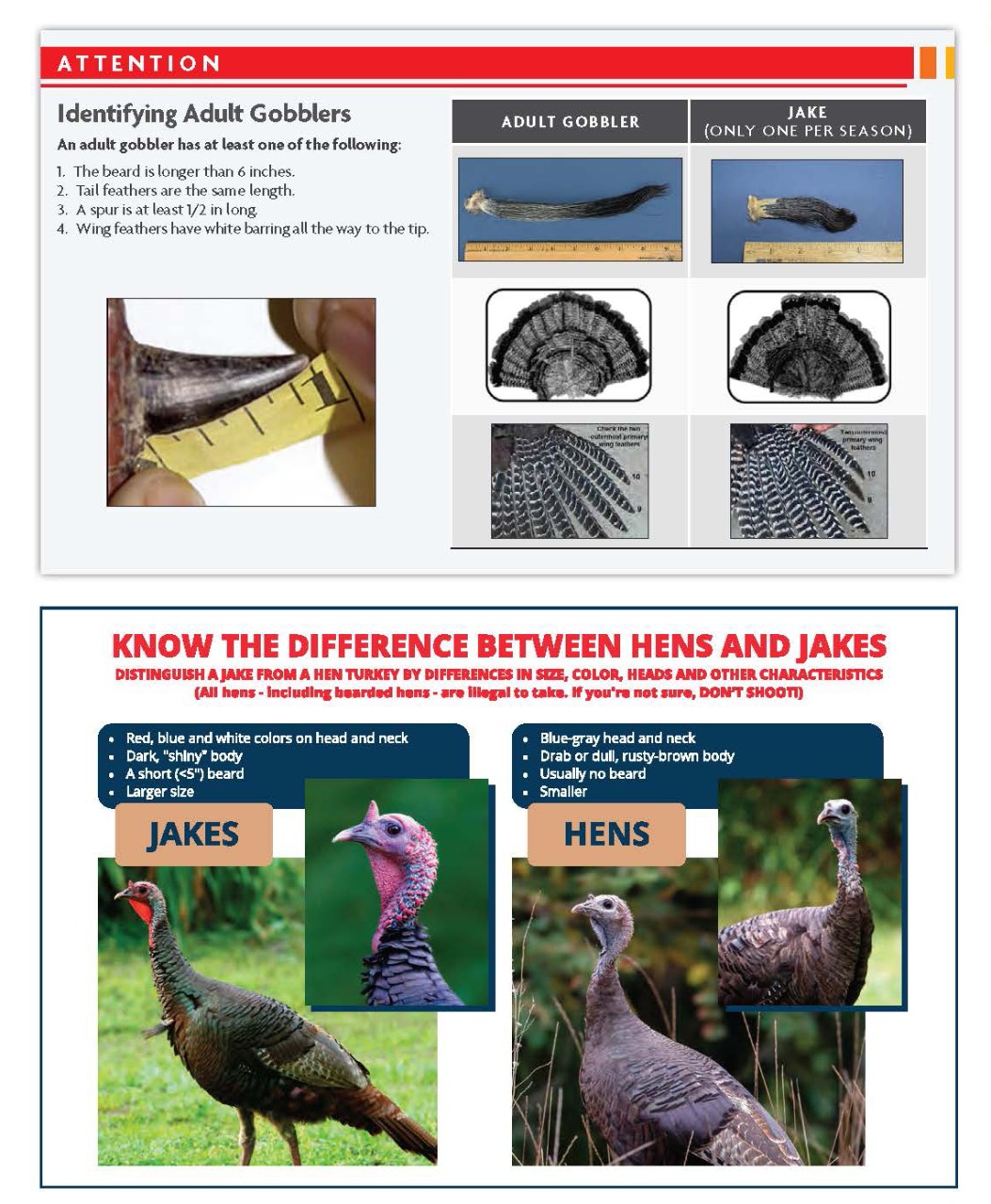 Identifying Adult Gobblers Identifying Adult Gobblers