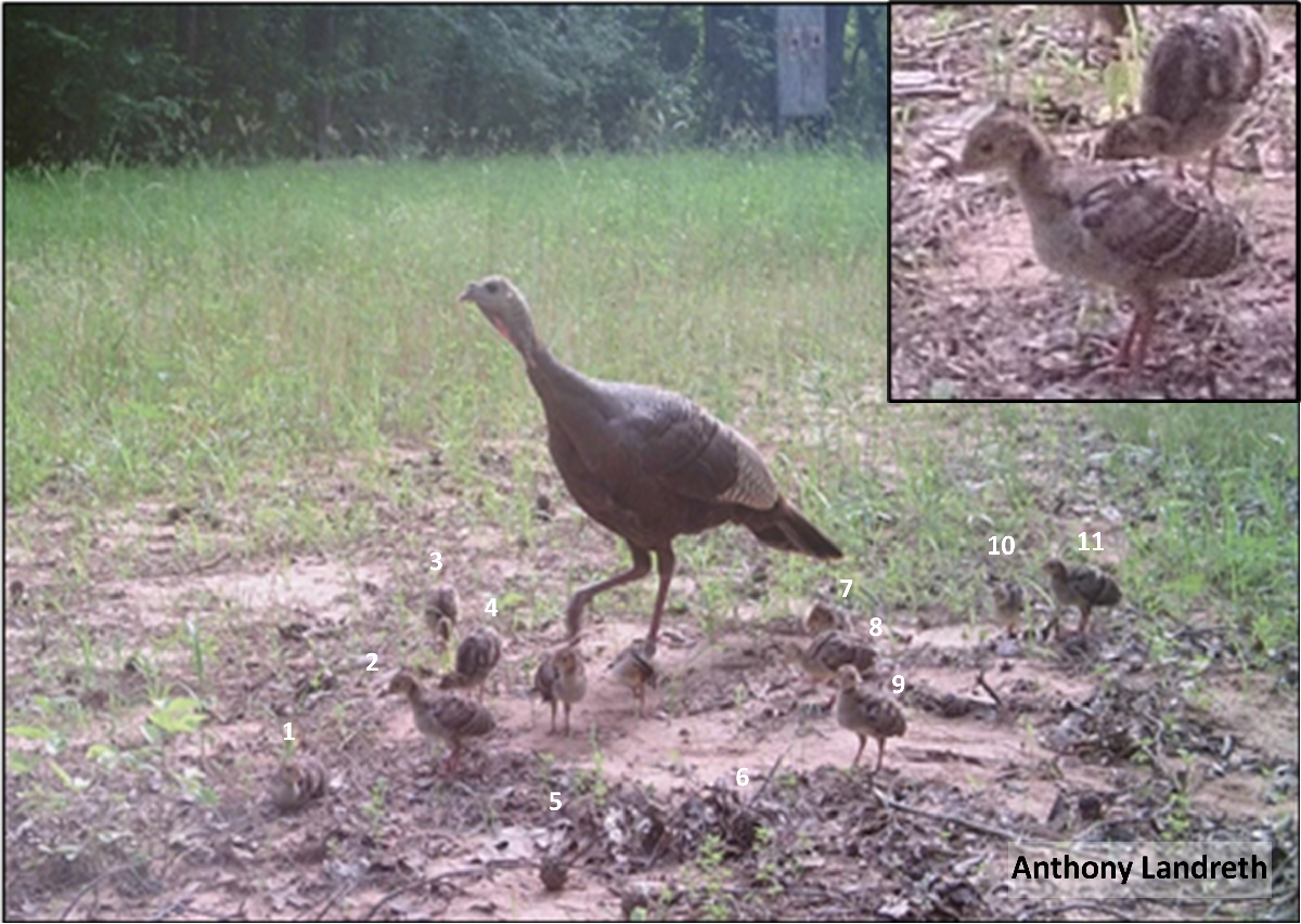 Hen with class 2 age group poults Hen with class 2 age group poults