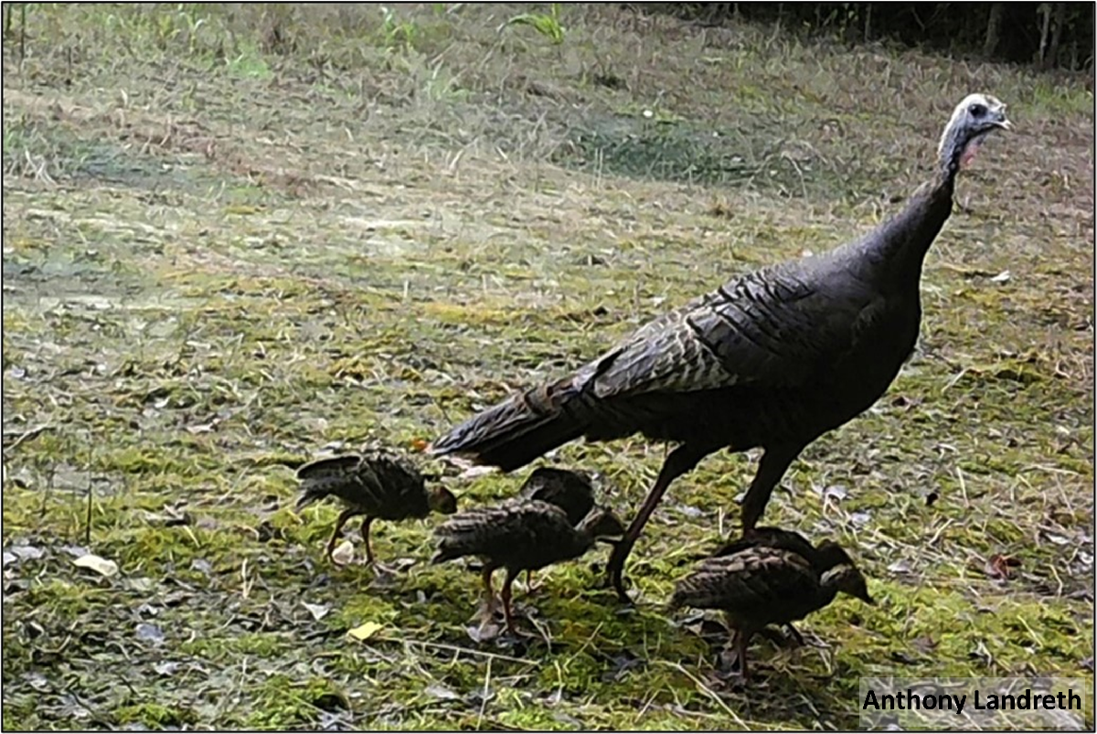 Hen with class 2 age group poults Hen with class 2 age group poults