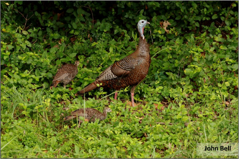 Turkey Poults Turkey Poults
