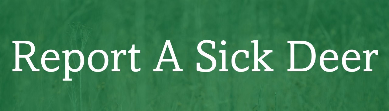 Report A Sick Deer Report A Sick Deer