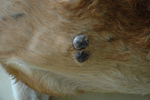 Photo Credit: SCWDS, University of Georgia, Photo of Cutaneous Fibroma on a White-tailed Deer