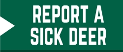 Report a sick deer here with this online form